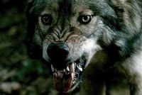 [ELITE] Jacob Black Logo